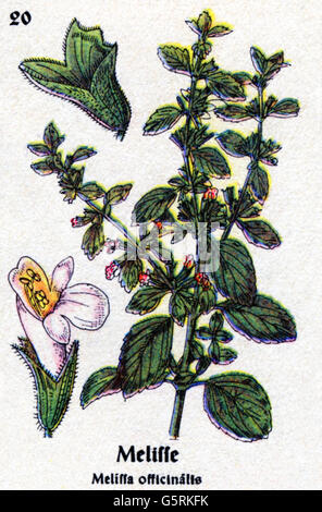 botanique, épices, baume au citron (Melissa officinalis), tiré de Pflanzen-Taschenbuechlein 4, (Livret de poche de la plante 4), plantes à épices allemandes, édité par Dr. Bernhard Hoermann, publié par Verlag der Pflanzen-Taschenke, Munich, Allemagne, 1940, littérature, Allemagne, 20e siècle, historique, Pflanzen-Lamberlinger-1940, Clearwerbellerceas-famille, Clearwerbellerheis-Lakely-Aldeans, famille des droits supplémentaires Banque D'Images