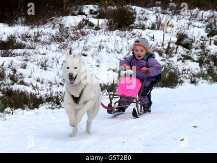 Ella Sugars, âgée de trois ans, de Kinloss, est tirée sur un traîneau par son huskey pendant son entraînement dans les forêts près de Feshiebridge pour le 30e rassemblement de chiens de traîneau Siberian Husky Club Aviemore qui se tient au Loch Morlich près d'Aviemore. Banque D'Images