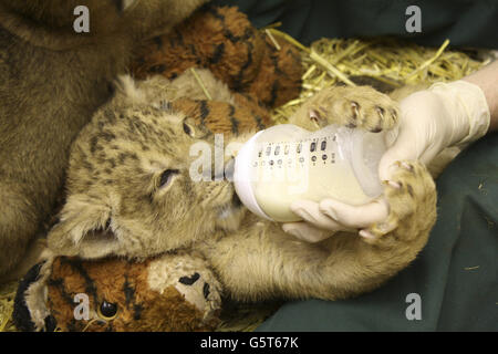 Kamran, âgé de 10 semaines, est élevé à la main dans les jardins du zoo de Bristol après que sa mère Shiva ait commencé à mettre ses deux petits à mal, obligeant le personnel du zoo à prendre la décision difficile et rare d'intervenir et des retirer pour les élever à la main. Banque D'Images