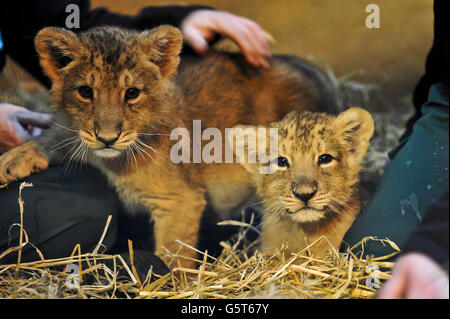 Les frères cub du lion asiatique en danger critique, Ketan (à gauche) et Kamran (à droite), sont élevés à la main au zoo de Bristol Gardens après que la mère Shiva ait commencé à mettre ses deux petits en mauvais état de cause, obligeant le personnel du zoo à prendre la décision difficile et rare d'intervenir et de les retirer pour les élever à la main. Banque D'Images