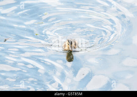 Un poussin colvert natation Banque D'Images