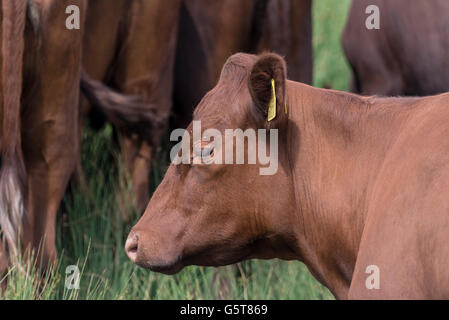 Un coup de tête d'un grand veau de la race Red Poll Banque D'Images