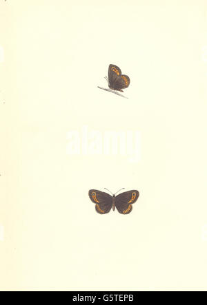Les papillons : Petite Ringlet (Morris), antique print 1868 Banque D'Images