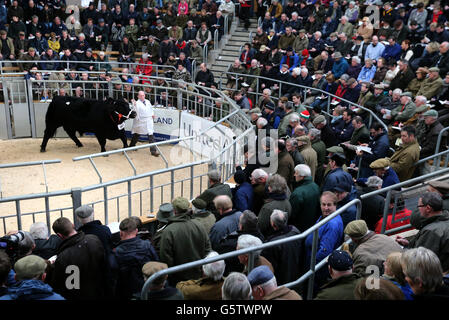 Bull Stirling show Banque D'Images