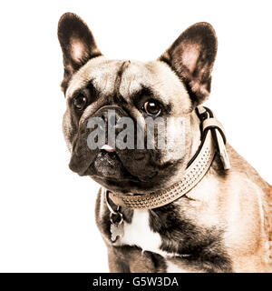 Close-up d'un bouledogue français coller la langue, et regardant la caméra, isolated on white Banque D'Images