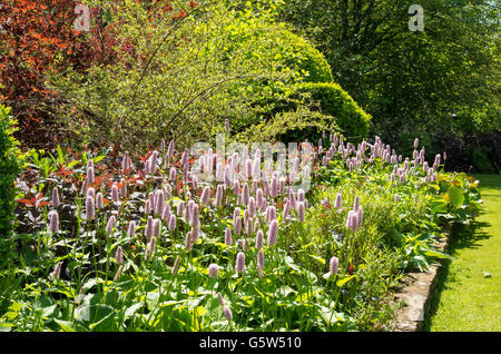 Persicaria bistorta superba dans une bordure herbacée Banque D'Images