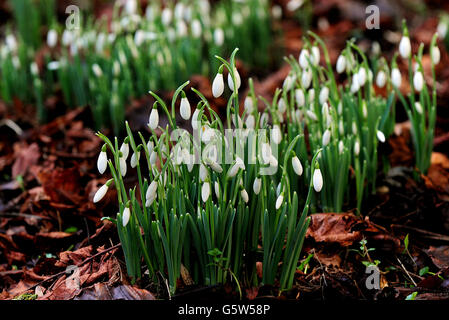 Perce-neige en fleurs Banque D'Images