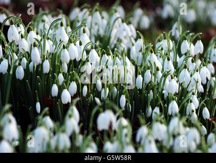 Vue générale sur les fleurs des neiges à Hopton Hall, Derbyshire. Banque D'Images