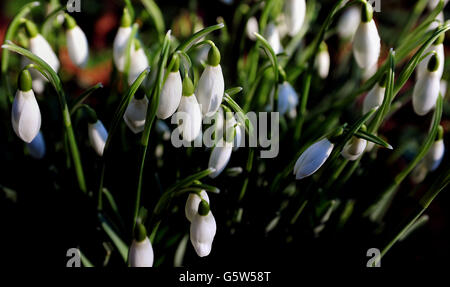 Perce-neige en fleurs Banque D'Images