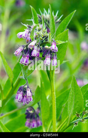 Symphytum officinale Consoude (commune) Banque D'Images