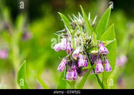 Symphytum officinale Consoude (commune) Banque D'Images