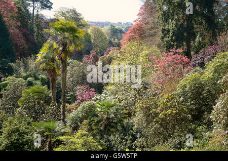 Arbres exotiques poussant dans la ravine vallée à Trebah gardens Cornwall UK Banque D'Images