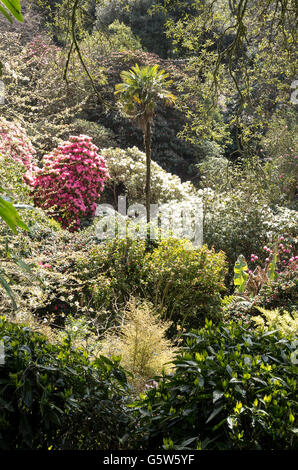 Arbres exotiques poussant dans la ravine vallée à Trebah gardens Cornwall UK Banque D'Images