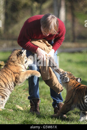 Damian Aspinall, président de la Fondation Aspinall, joue avec Arina (à gauche) et Kazimir (à droite) deux Tigres Amur de cinq mois élevés comme ils font leurs débuts publics dans leur enceinte au parc zoologique Howletts, près de Canterbury, Kent. Date de la photo: Lundi 4 février 2012. Voir l'histoire de l'AP ANIMAUX Tigers photo le crédit devrait se lire: Gareth Fuller/PA Wire Banque D'Images