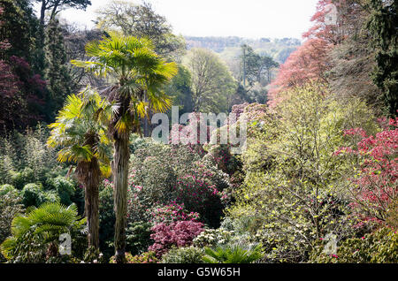 Arbres exotiques poussant dans la ravine vallée à Trebah gardens Cornwall UK Banque D'Images