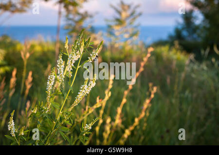 Fleurs sauvages et rétroéclairé par abeille soleil couchant en pré herbeux au-dessus de falaises côtières. Le lac Ontario, Canada. Banque D'Images