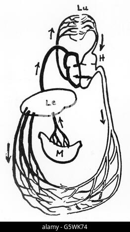 Galen de Pergamon, vers 129 - vers 216, médecin grec, circulation sanguine, schéma, dessin, XXe siècle, Banque D'Images