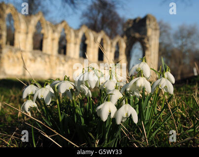 Des gouttes de neige sont exposées près des ruines de l'abbaye St Mary dans les jardins du musée, York. Banque D'Images