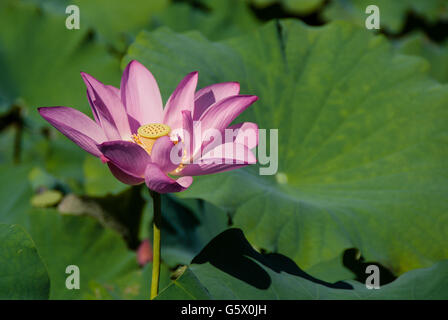 Une fleur de lotus rose en fleurs Banque D'Images