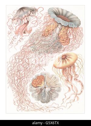 zoologie / animaux, cnidaria, méduse authentique (Scyphozoa), méduse drapeau (Semaeostomeae), Desmonema annasethe, lithographie, 'Artforms of nature' 'Kunstformen der Natur' par Ernst Haeckel, 1899 - 1904, Additional-Rights-Clearences-Not Available Banque D'Images