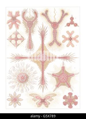 zoologie / animaux, cnidaria, discoidée, lithographie de couleur, de: Ernst Haeckel, 'Kunstformen der Natur', Leipzig - Vienne, 1899 - 1904, droits additionnels-Clearences-non disponible Banque D'Images