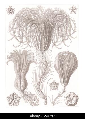 zoologie / animaux, échinodermes, nénuphars (CrinoIdea), lithographie de couleur, de: Ernst Haeckel, 'Kunstformen der Natur', Leipzig - Vienne, 1899 - 1904, droits additionnels-Clearences-non disponible Banque D'Images