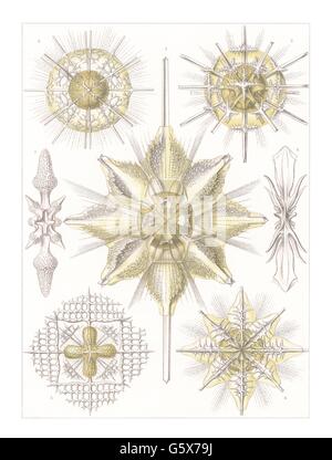 zoologie / animaux, acanthométallos (Acanthometra), lithographie de couleur, de: Ernst Haeckel, 'Kunstformen der Natur', Leipzig - Vienne, 1899 - 1904, droits additionnels-Clearences-non disponible Banque D'Images