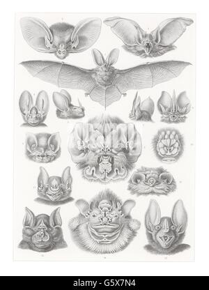 zoologie / animaux, mammifères, chauves-souris (Chiroptera), lithographie de couleur, de: Ernst Haeckel, 'Kunstformen der Natur', Leipzig - Vienne, 1899 - 1904, droits additionnels-Clearences-non disponible Banque D'Images