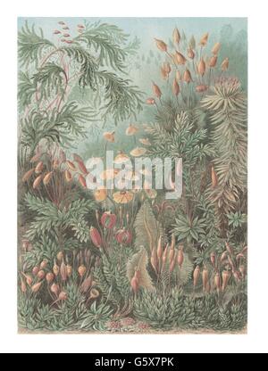 botanique, mousses, bryophyta, lithographie de couleur, de: Ernst Haeckel, 'Kunstformen der Natur', Leipzig - Vienne, 1899 - 1904, droits additionnels-Clearences-non disponible Banque D'Images