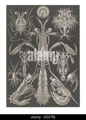 zoologie / animaux, crustacés, crustacés à œil de tiges (Thoracostraca), lithographie de couleur, de: Ernst Haeckel, 'Kunstformen der Natur', Leipzig - Vienne, 1899 - 1904, droits additionnels-Clearences-non disponible Banque D'Images