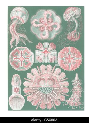 zoologie / animaux, cnidaria, disquettes (Discomedusae), lithographie de couleur, de: Ernst Haeckel, 'Kunstformen der Natur', Leipzig - Vienne, 1899 - 1904, droits additionnels-Clearences-non disponible Banque D'Images