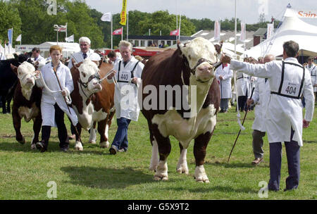 Jack Henry dirige l'équipe gagnante de Hereford qui a remporté le Burke Trophy au Royal Show, Stoneleigh, Warwickshire. Banque D'Images