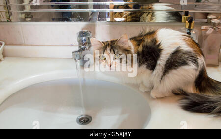 Soif chat mignon en attente sur le lavabo Banque D'Images
