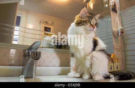 Soif chat mignon en attente sur le lavabo Banque D'Images