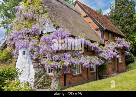 Berkshire Cottage Glycines UK Banque D'Images