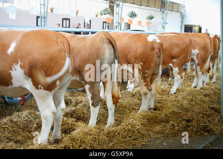 Les animaux de la ferme - vaches dans l'alimentation Banque D'Images