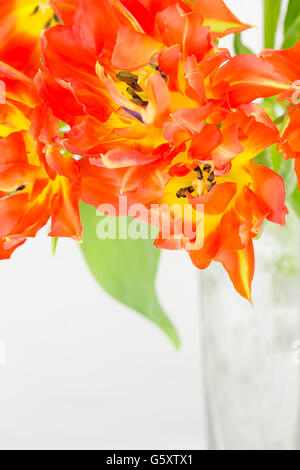 Close up of orange et jaune tulipes doubles disposées dans un vase en verre avec copie espace. Banque D'Images