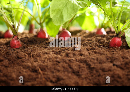 Radis rouge de plantes poussant dans le sol à l'extérieur Banque D'Images