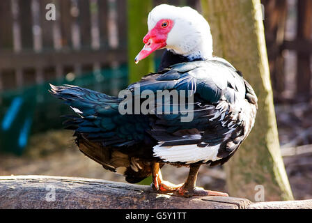 Cairina moschata - canard de Barbarie. Il s'agit d'un grand canard originaire du Mexique, Amérique Centrale et Amérique du Sud. Banque D'Images