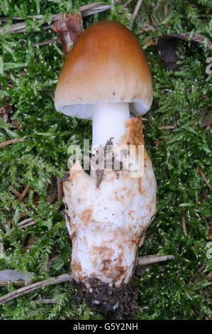 Grisette fauve / (Amanita fulva) Banque D'Images