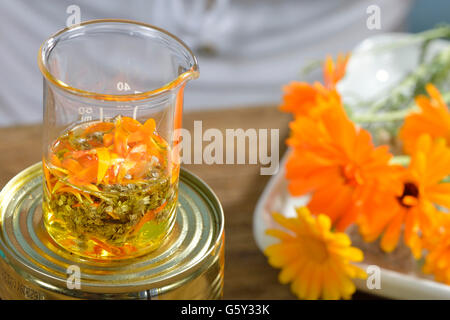 Millefeuille de production et de l'onguent calendula / (Calendula officinalis), (Achillea millefolium) Banque D'Images