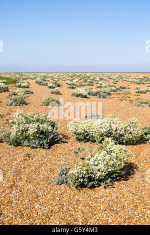 Crambe maritima plante, Kale, en fleurs de la mer sur la plage à Shingle Street, Suffolk, Angleterre, RU Banque D'Images