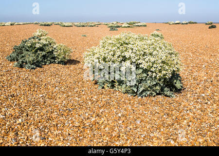 Crambe maritima plante, Kale, en fleurs de la mer sur la plage à Shingle Street, Suffolk, Angleterre, RU Banque D'Images