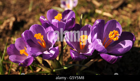 Le printemps est le 5 mars. Crocuses en fleur à Basingstoke, Hampshire. Banque D'Images