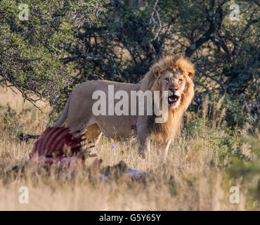 Un lion mâle se tient à côté d'une carcasse d'éland du Cap qu'il a tués dans le sud de la savane africaine Banque D'Images