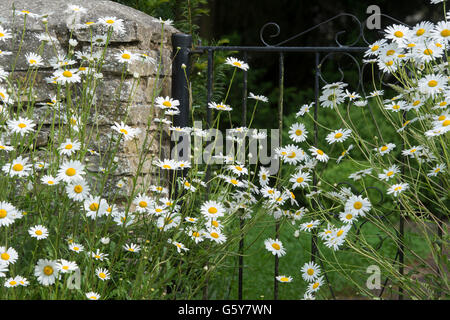 Oxeye Daisy flowers growing devant une porte en fer forgé et le mur. Bampton, Oxfordshire, Angleterre Banque D'Images