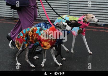 Les chiens de race blanche arrivent le premier jour de Crufts 2013 au NEC, Birmingham. Banque D'Images