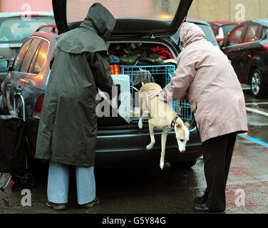 Whippet Jessica arrive le premier jour de Crufts 2013 au NEC, Birmingham. Banque D'Images