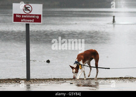 Crufts 2013.Un chien de compagnie ibizan arrive le premier jour de Crufts 2013 au NEC, Birmingham. Banque D'Images