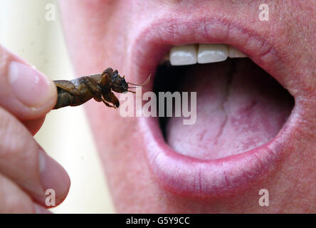 Tony Morgan mange un Cricket de taupe dans le cadre de l'événement insectes comestibles au centre d'histoire naturelle du musée de Liverpool. Le centre propose des collations croquantes, notamment des scarabées d'eau, des criquets, des criquets et des vers. * les insectes sont torréfiés et certains d'entre eux sont recouverts de chocolat. Mike Graham, le directeur de la conservation du centre, a déclaré que les insectes étaient élevés pour manger et les a décrits comme sains et nutritifs. Banque D'Images